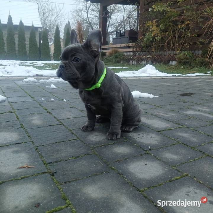 Buldog francuski BLUE niebieski pies piesek Padew Narodowa