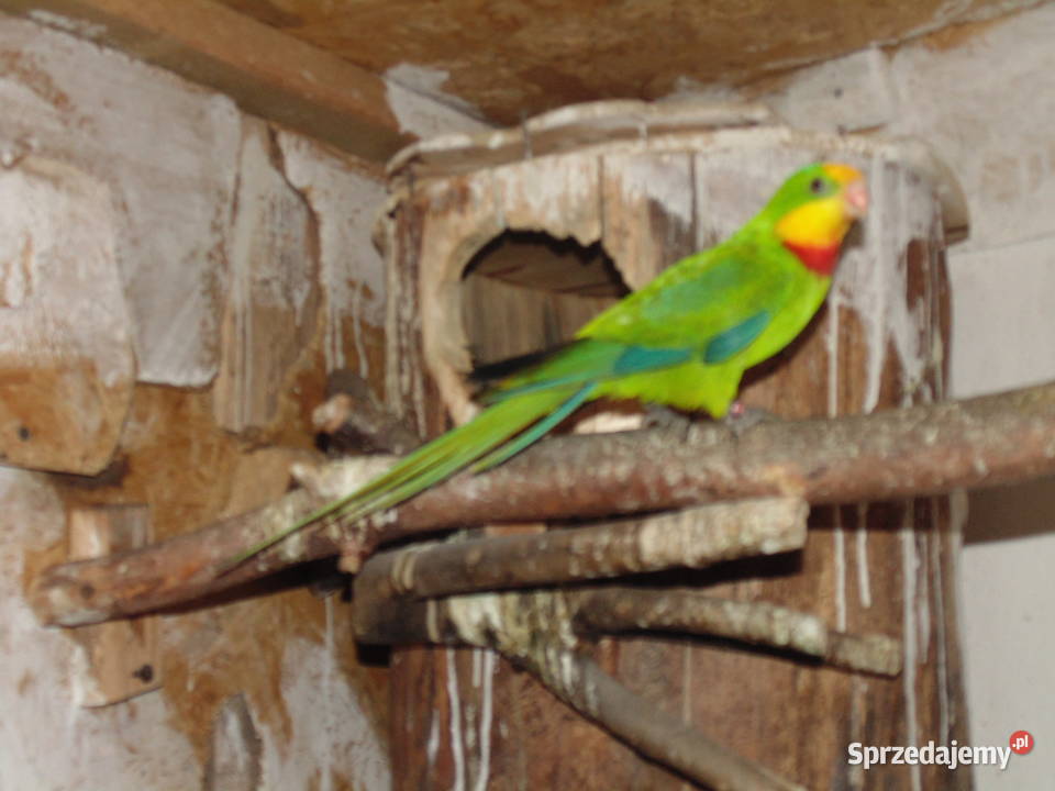 barabanda 10 Racibórz