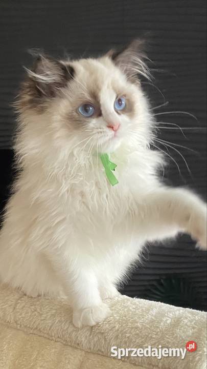 Kocurek Ragdoll rodowód FIFE Szczecin sprzedam