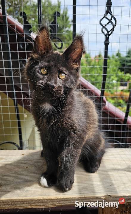 Towarzyski Maine Coon FPL