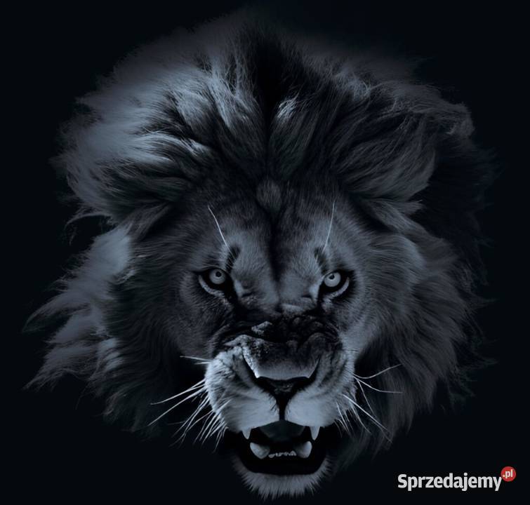 panel vinylowy Republic Kraków Panele podłogowe Podłogi i parkiety małopolskie