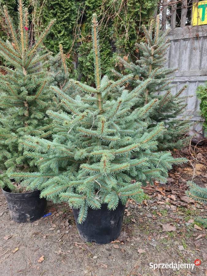 CHOINKA Świerk srebrny 80100 Szkółka Producent Rydzyny