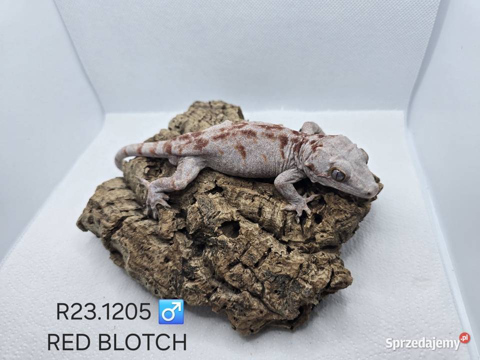 Gekony gargulcowe Gady i płazy