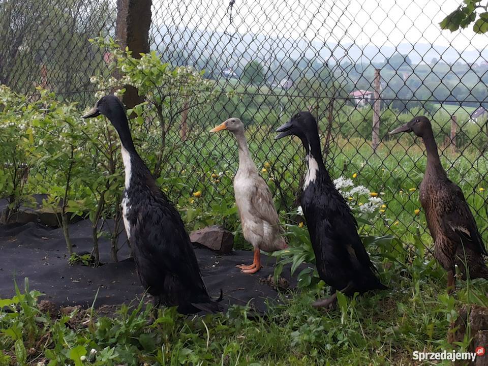 Sprzedam kaczki ozdobne małopolskie