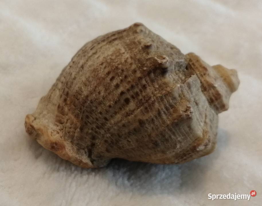 Muszla 45 59 Kreatywne śląskie Czeladź