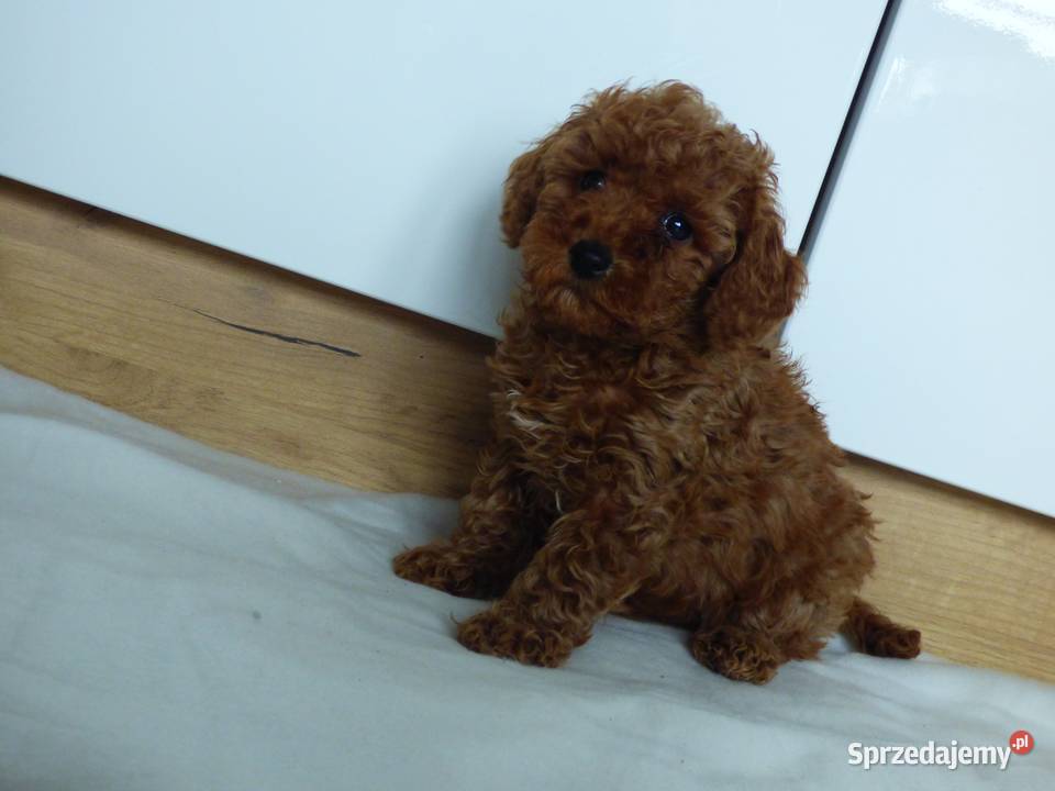 Pudel toy świętokrzyskie Kielce sprzedam