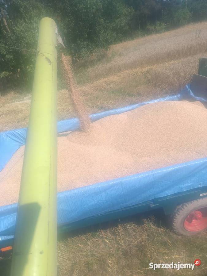 Pszenica Bullldozer centrali Gdów sprzedam
