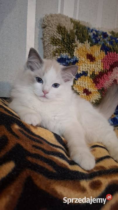 Kocurek ragdoll rodowodowy śląskie sprzedam