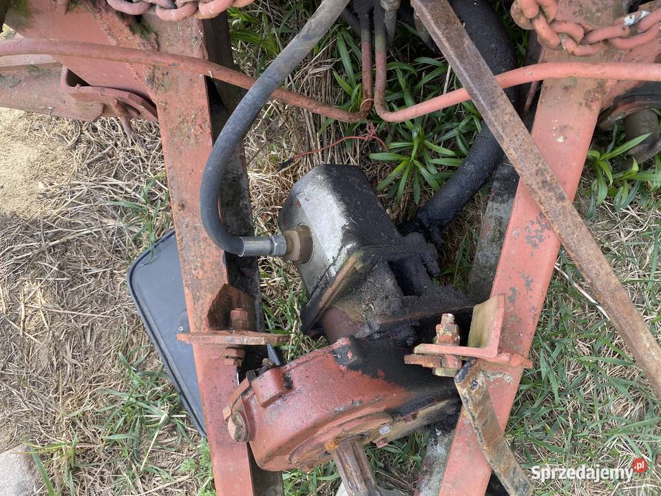 Cyklop sprzedam Goździk