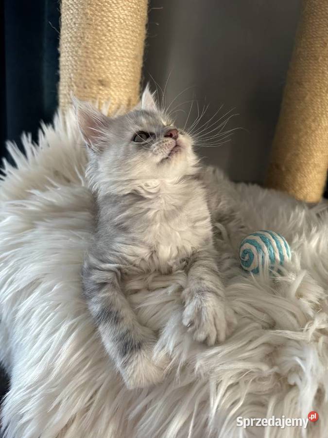 Kocurek Armani Maine Coon sprzedam