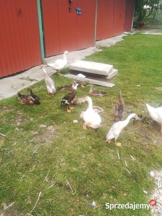 Sprzedam gęsi białe kaczki biegusy Tomaszów sprzedam