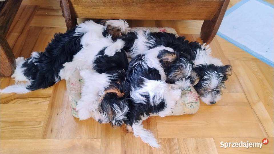 Szczeniak Yorkshire Terrier Biever Kraków
