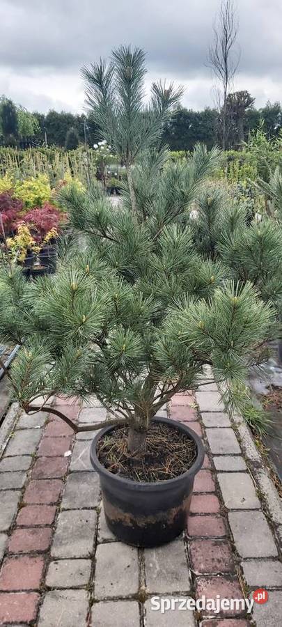 Sosna Blue Shag Sompolno