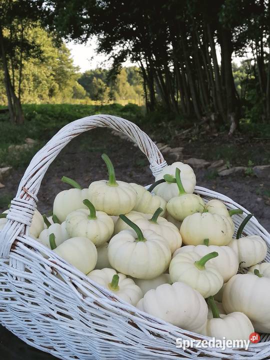 Białe Dynie Ozdobne sprzedam