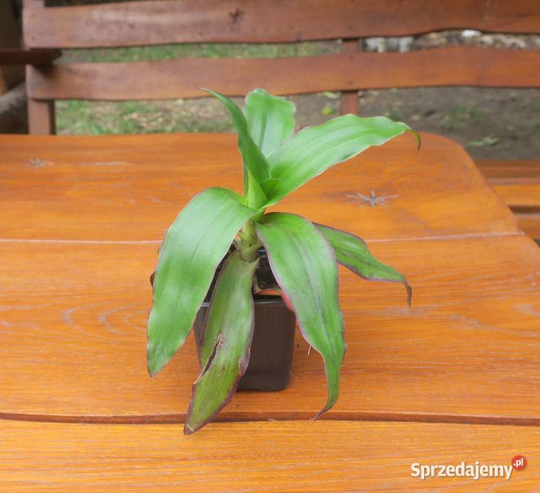 Złoty wąs Callisia Fragrans Zielone