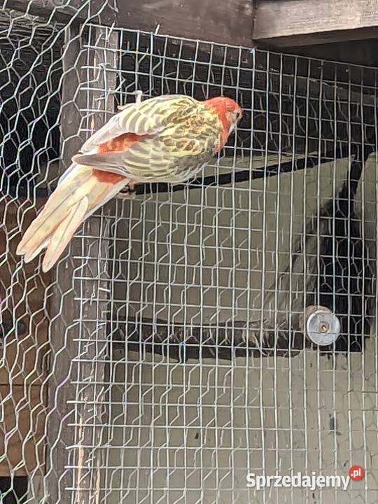 Rozella białolicarudosterki Jazowsko