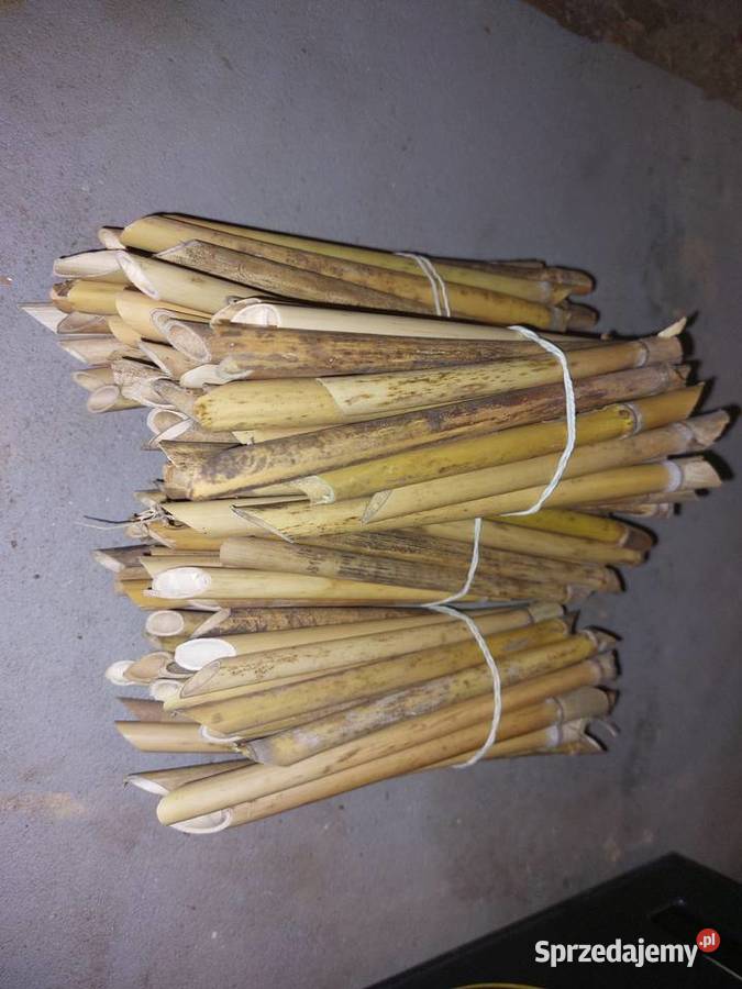 Murarka Rogata kokony i rurki Poznań