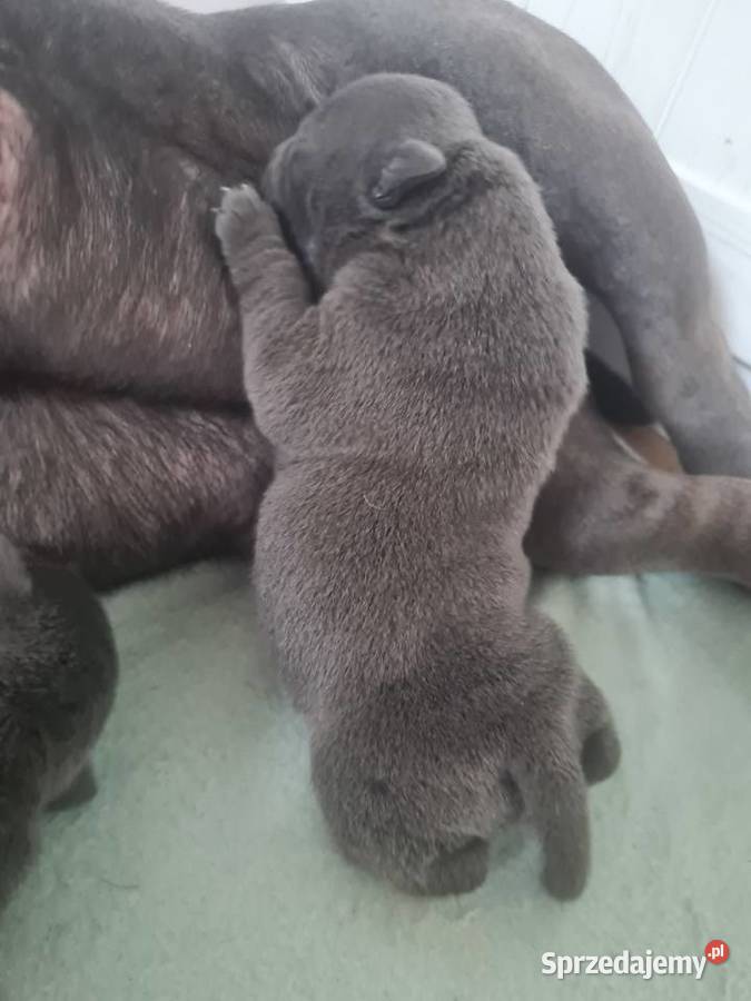 American Bully Pocket Abkc Okonek sprzedam