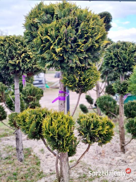 Thuja Brabant 180200 PRODUCENT sprzedam
