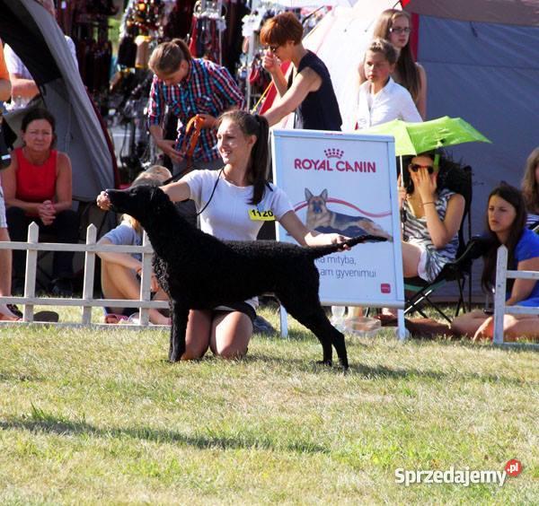 Curly Coated Retriever szczenieta Psy mazowieckie Warszawa sprzedam