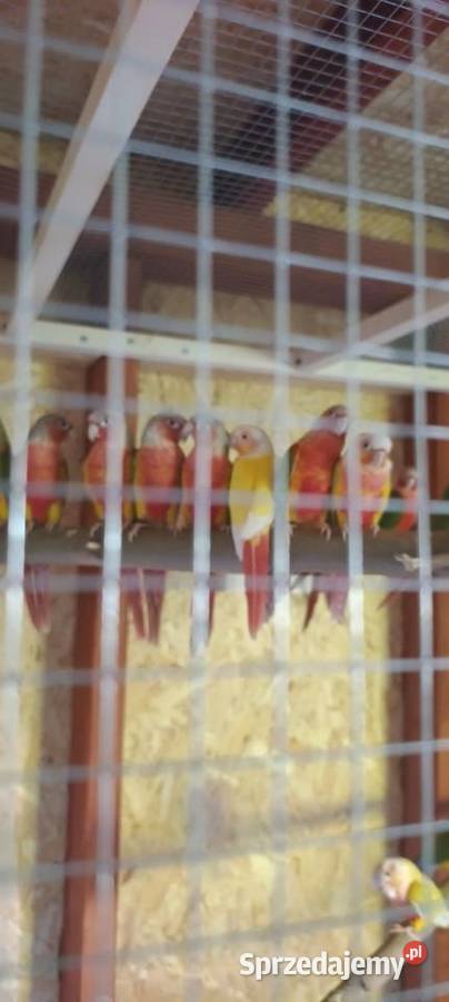 Papugi Rudosterki red face pineple Tychy