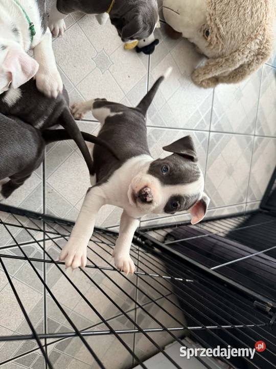 szczeniaki Amstaff Blue