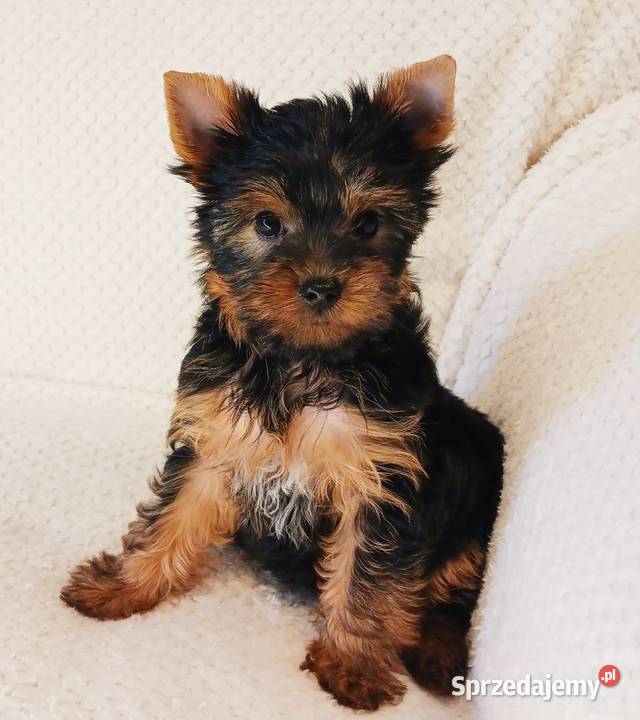 Alutka i siostry Yorkshire Terrier czekają na Oława sprzedam