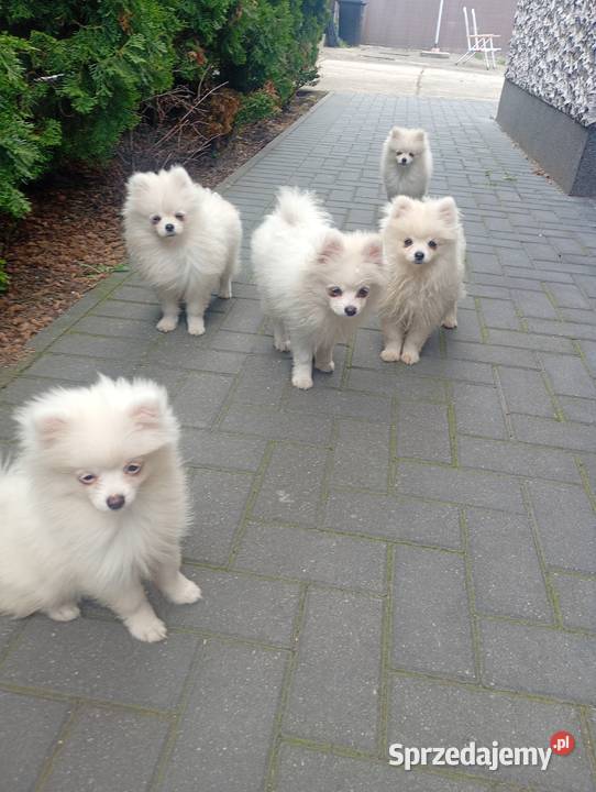 Szpic miniaturowy Pomeranian łódzkie Łowicz