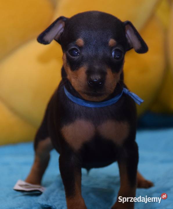 Szczenięta Pinczer Miniaturowy ZKWP fci Łochów