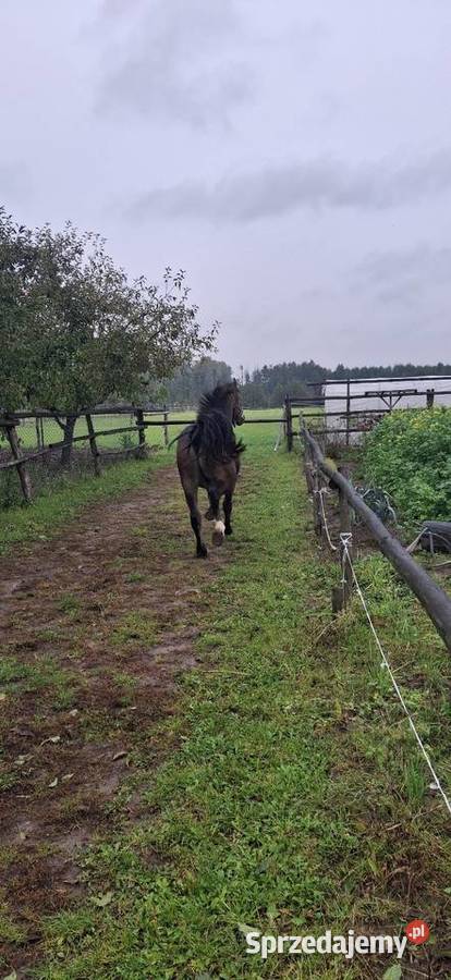 Ogierk kujawsko-pomorskie Wielgie