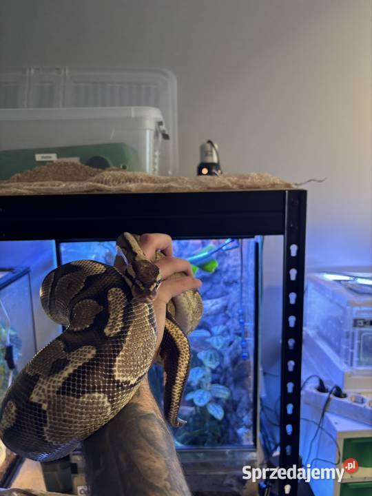 Pytony królewskie Zwierzęta Poznań sprzedam