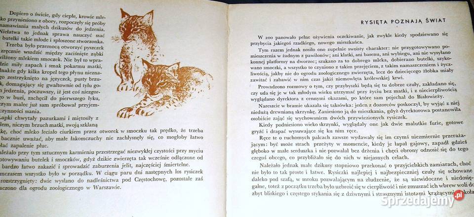 Nasz dom w zoo Rysice Dżolly i ska Borsunio lubelskie Chełm