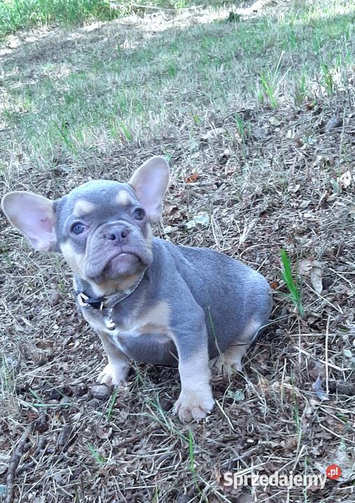 Buldog francuski pieski Pabianice sprzedam