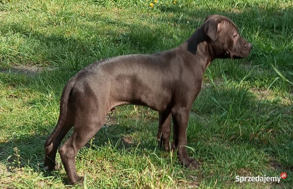 Amerykański Pitbullterrier szczeniaki Pit Bull Bolesławiec