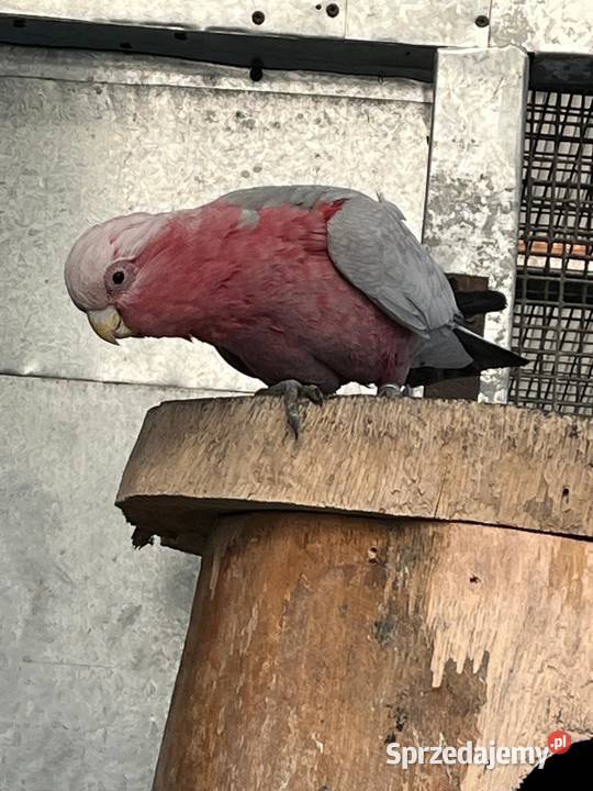 Samiec Kakadu rozowe śląskie Rogów