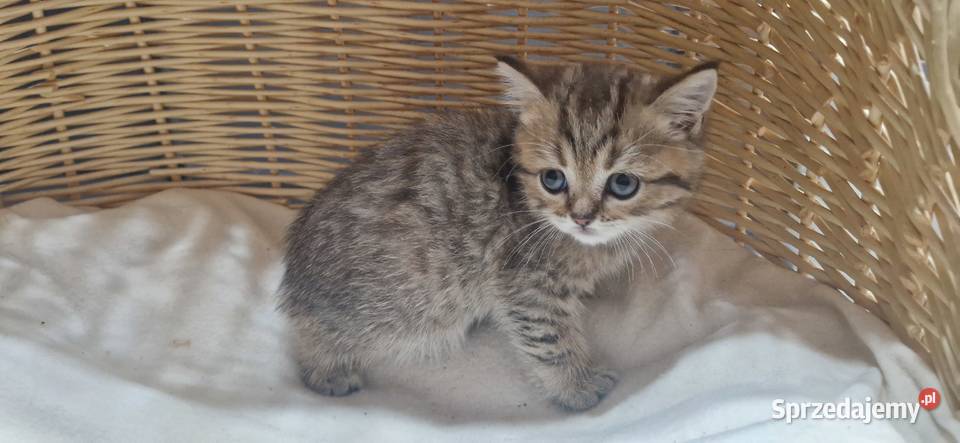 Kocurek Brytyjski złocisty pręgowany Katowice