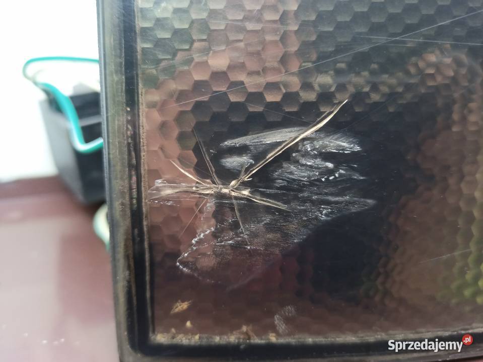 Audi A6 C5 kombi Avant lampy tył tylne prawa Lampy tylne