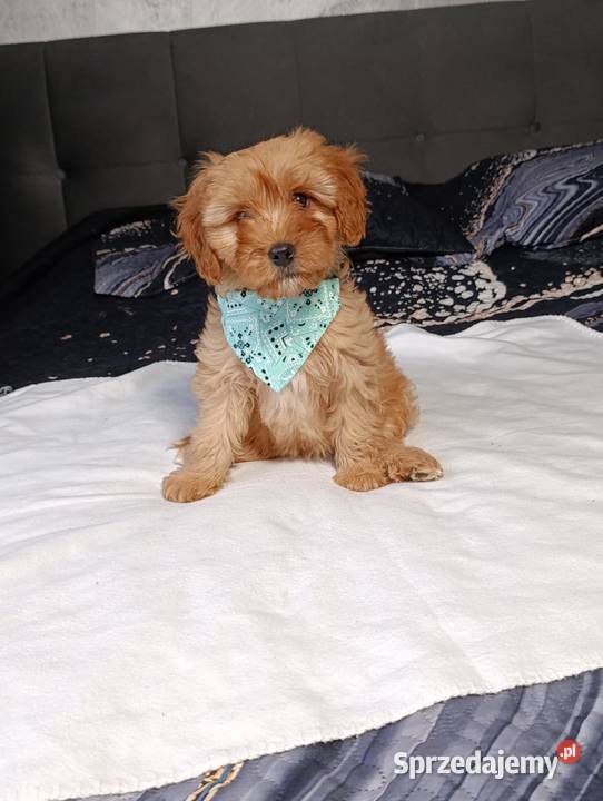 Suczka Cavapoo