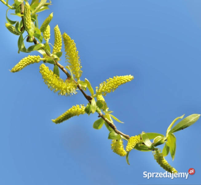 WIERZBA MANDŻURSKA Salix sadzonki w doniczkach
