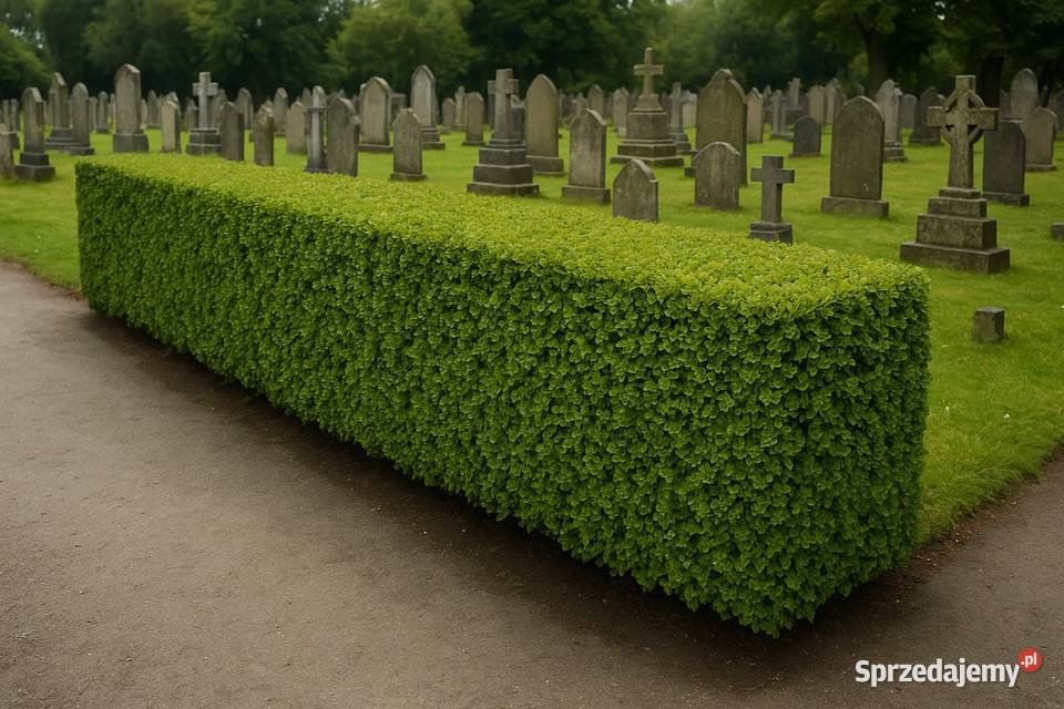 Ogrodnik usługi Cmentarz Wrocław grabiszynek