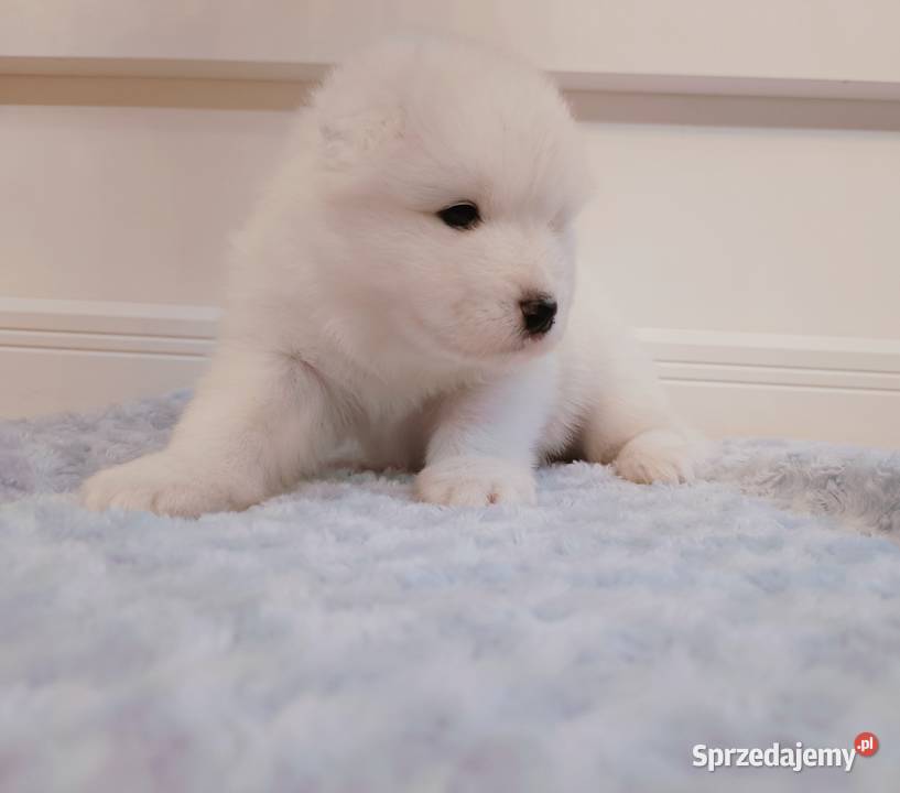 Szczeniaki Samoyed do odbioru początek maja mazowieckie Olszówka