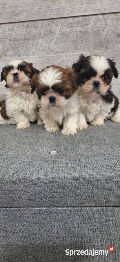 Shih Tzu suczki mazowieckie Przysucha sprzedam