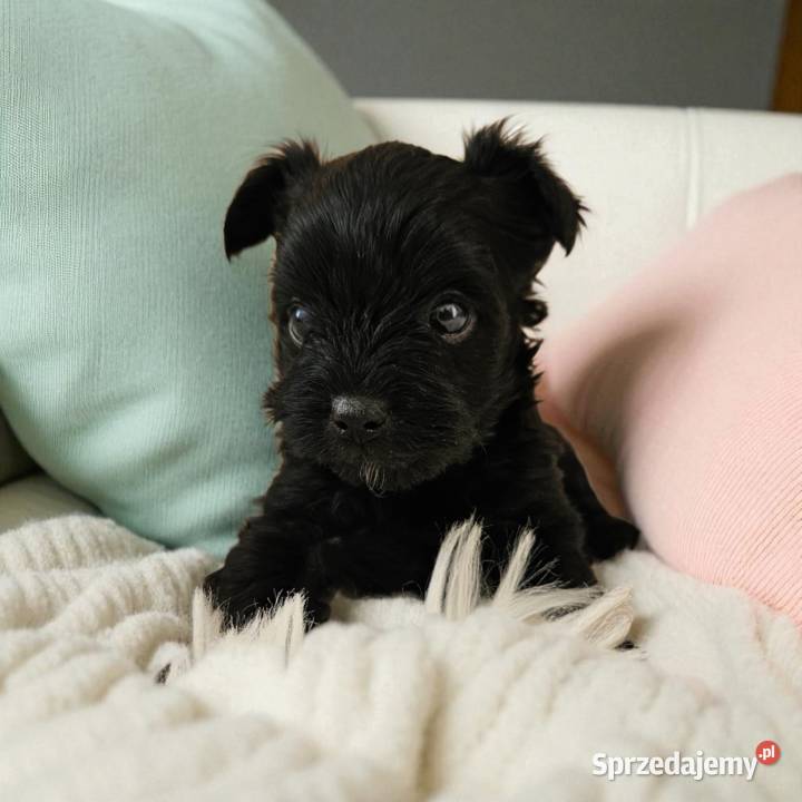 Czarny York Nie wybarwi się Umowa Rodowód Chip opolskie Opole