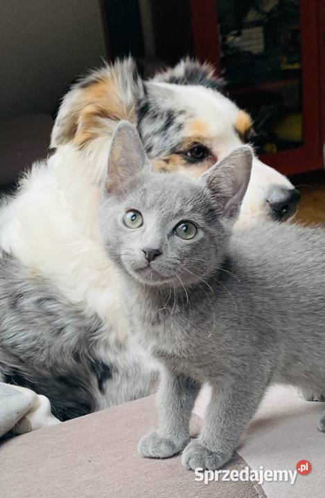 Kocięta Rrosyjskie Niebieskie WCF Łódź