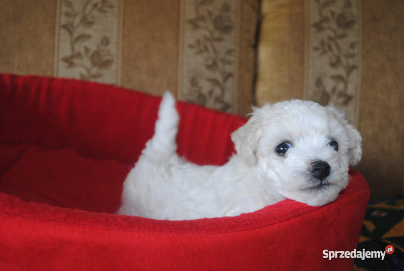 Bichon Frise Maltańczyk z rodowodem Łomianki