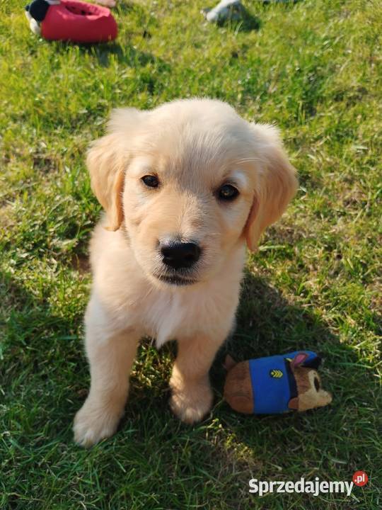 Cudowne Golden Retrievery Szukają nowych Strzyżewice