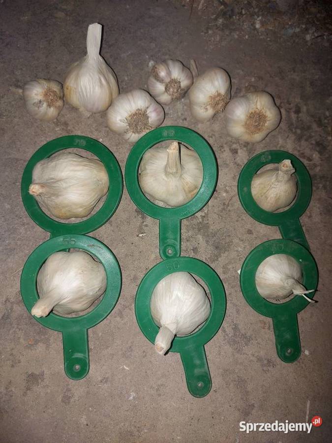 Czosnek jarus Żółkiewka-Osada