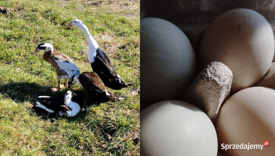 Jaja kacze jajka wolny wybieg szczęśliwych Nieporęt sprzedam