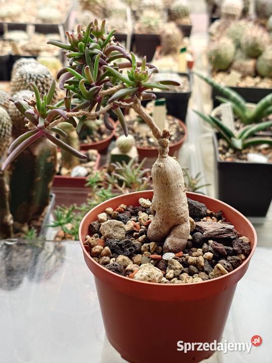 Delosperma bosseranum kaudeks miniatura w Kaktusy i sukulenty sprzedam