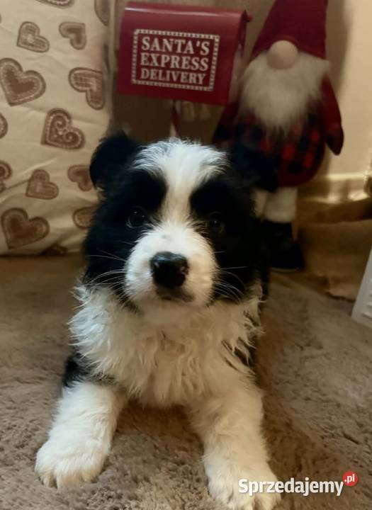 Border collie szczenieta GOTOWE DO ODBIORU Łobżenica